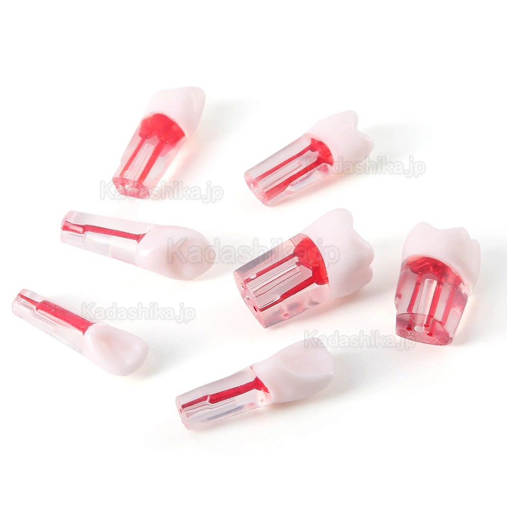 28個/セット 歯科用タイポドント歯 根管治療練習モデル